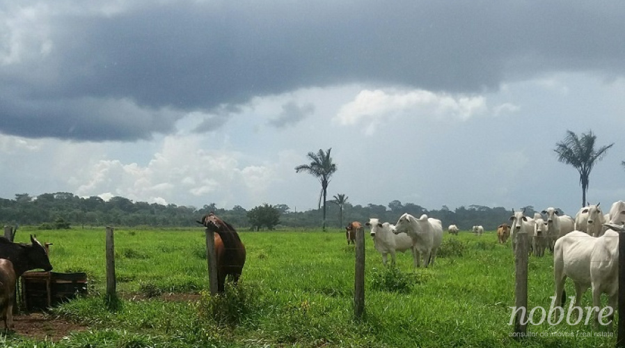 Fazenda para vender em Humaitá - Amazonas
